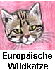 Europäische Wildkatze