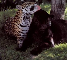 Normaler und Schwarzer Jaguar