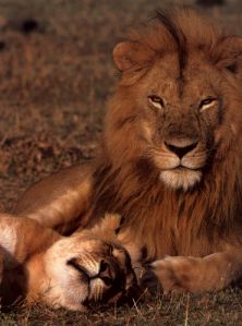 Löwe und Löwin so friedlich beieinander