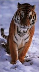 Süßer Tiger im Schnee