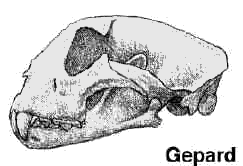 Gepardenschädel