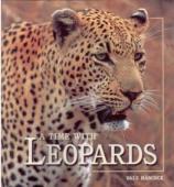 A Time with Leopards - Dale Hancock
