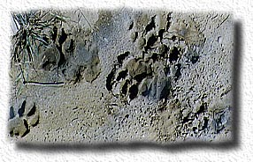 [first cat on the moon]