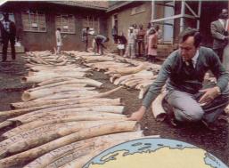 Elfenbeinsammelstelle