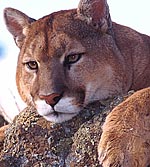 Träumender Puma