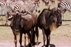 Zebras und Gnus während der großen Migration