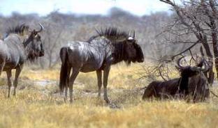 Gnus im 'Gespräch'