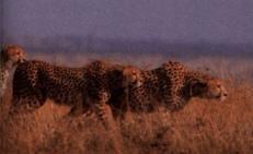 Gepardenfamilie beim Anschleichen