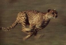 Gepard bei 114 km/h