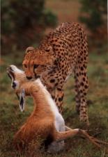 Ein junger Gepard mit seiner ersten Beute
