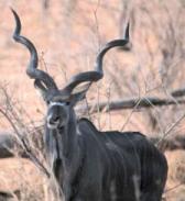 Großer Kudu mit wunderschön geschwungenem Gehörn