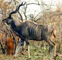 Großer Kudu am Knabbern