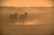 Zebras stapfen dem Sonnenuntergang entgegen
