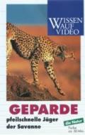 Geparde - Pfeilschnelle Jäger der Savanne