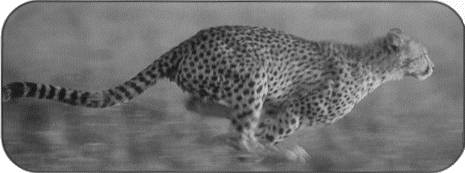 Jagender Gepard fotografiert von Matto H. Barfuss