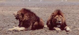 Zwei alternde Löwenmännchen in der Glut der Mittagssonne