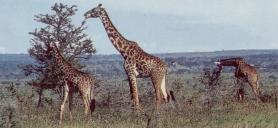Giraffen fressen oftmals die hochgelegenen Baumkronen leer 