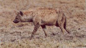 Verteter der hundeartigen Carnivoren, die Hyäne