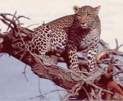 Ein Abbild von Schönheit: der Leopard im Geäst einer Akazie