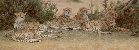Gepardenfamilie friedlich und entspannt bei der Rast