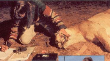 Untersuchung einer betäubten Löwin