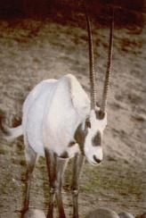 Von den Nomaden der Wüste verehrt: die Weiße Oryx